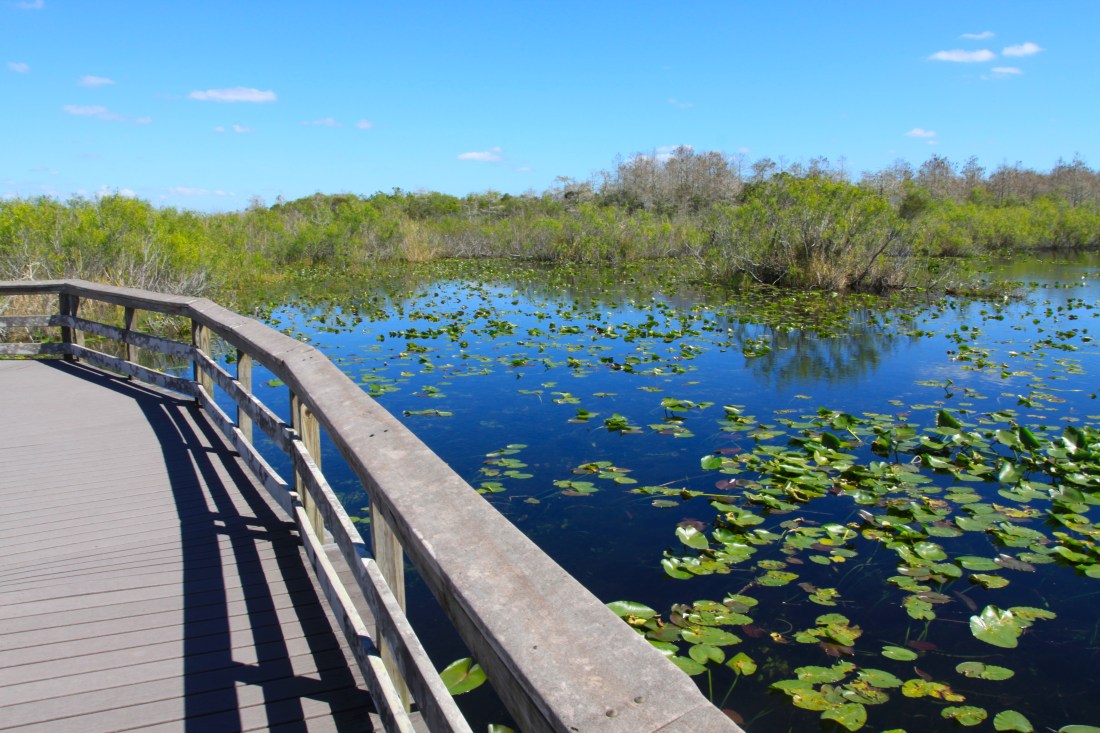 evergladesboardwalk