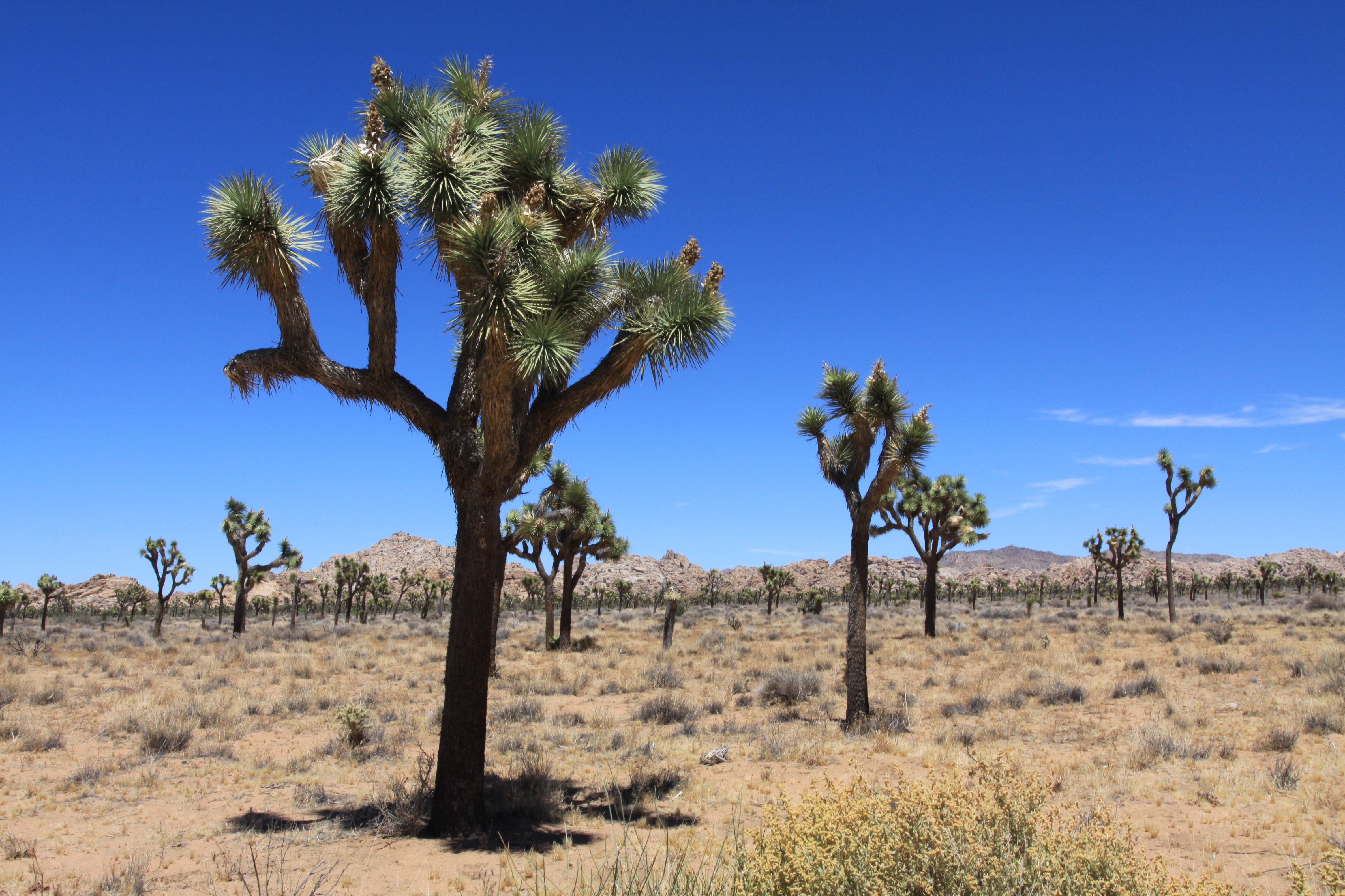 Joshua Tree National Park Photo: Tom Tash/Chimani