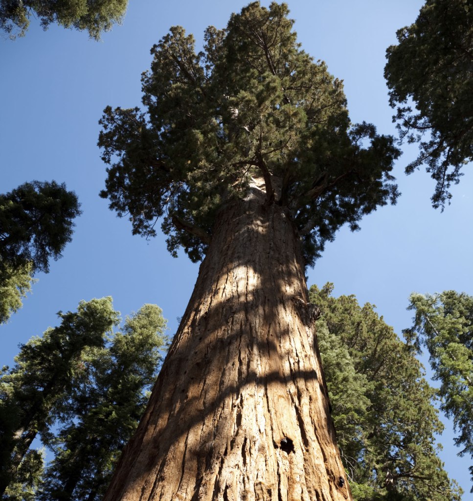 Sequoia & Kings Canyon National Parks