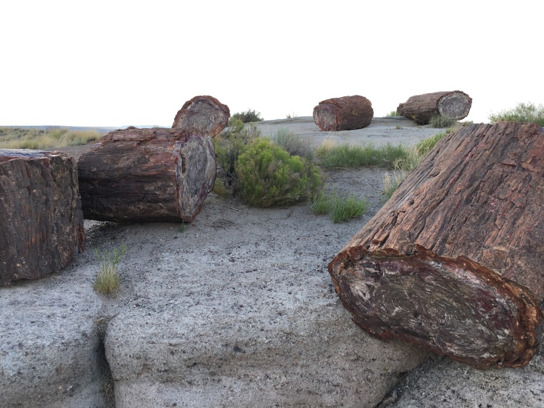 Petrified Forest National Park | Photo: Tom Tash/Chimani