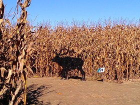 Photo: Johanna Stacy