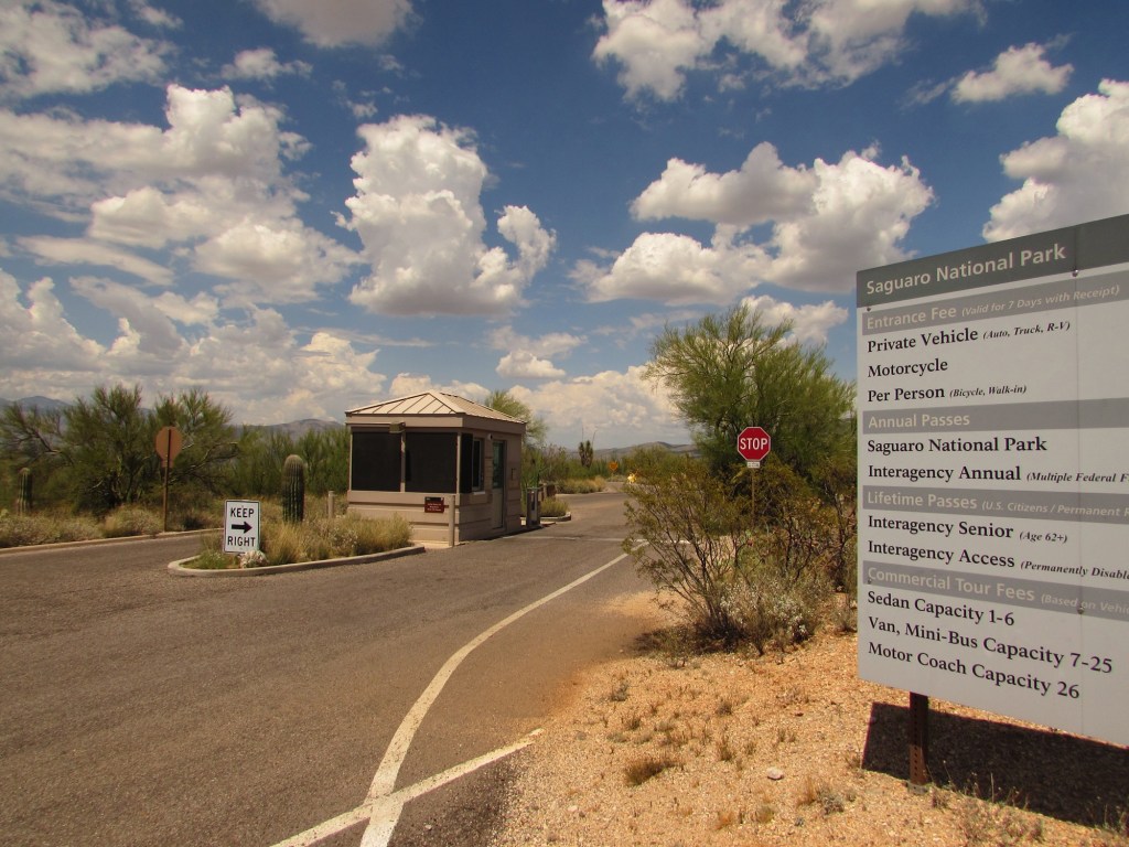 Cactus Forest Drive in Saguaro National Park | Photo Courtesy of NPS