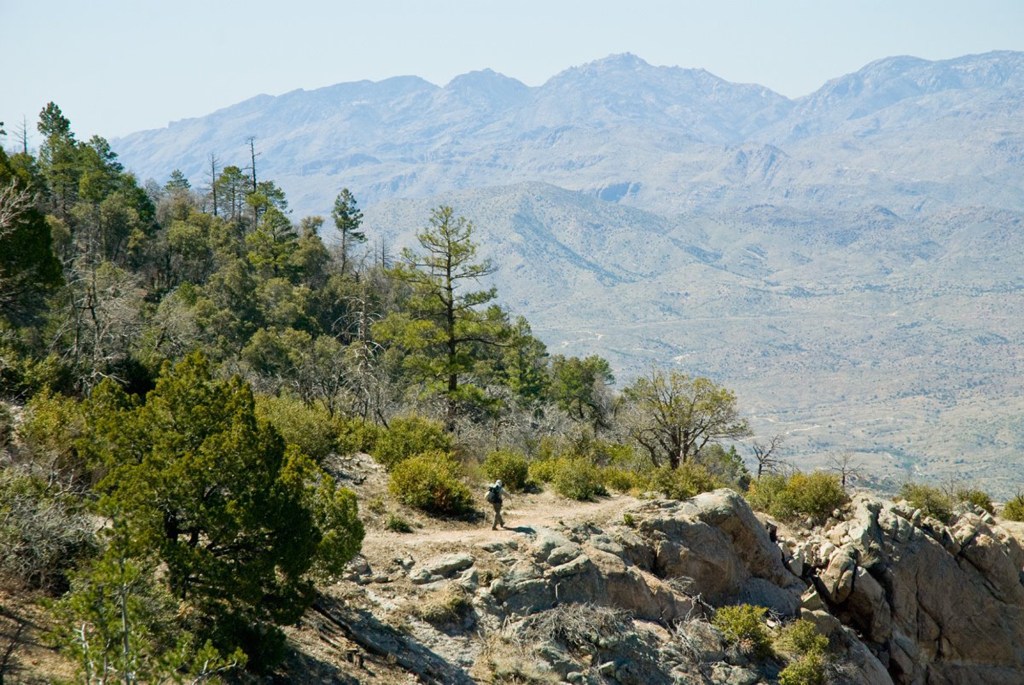 Saguaro National Park | Photo Courtesy of NPS