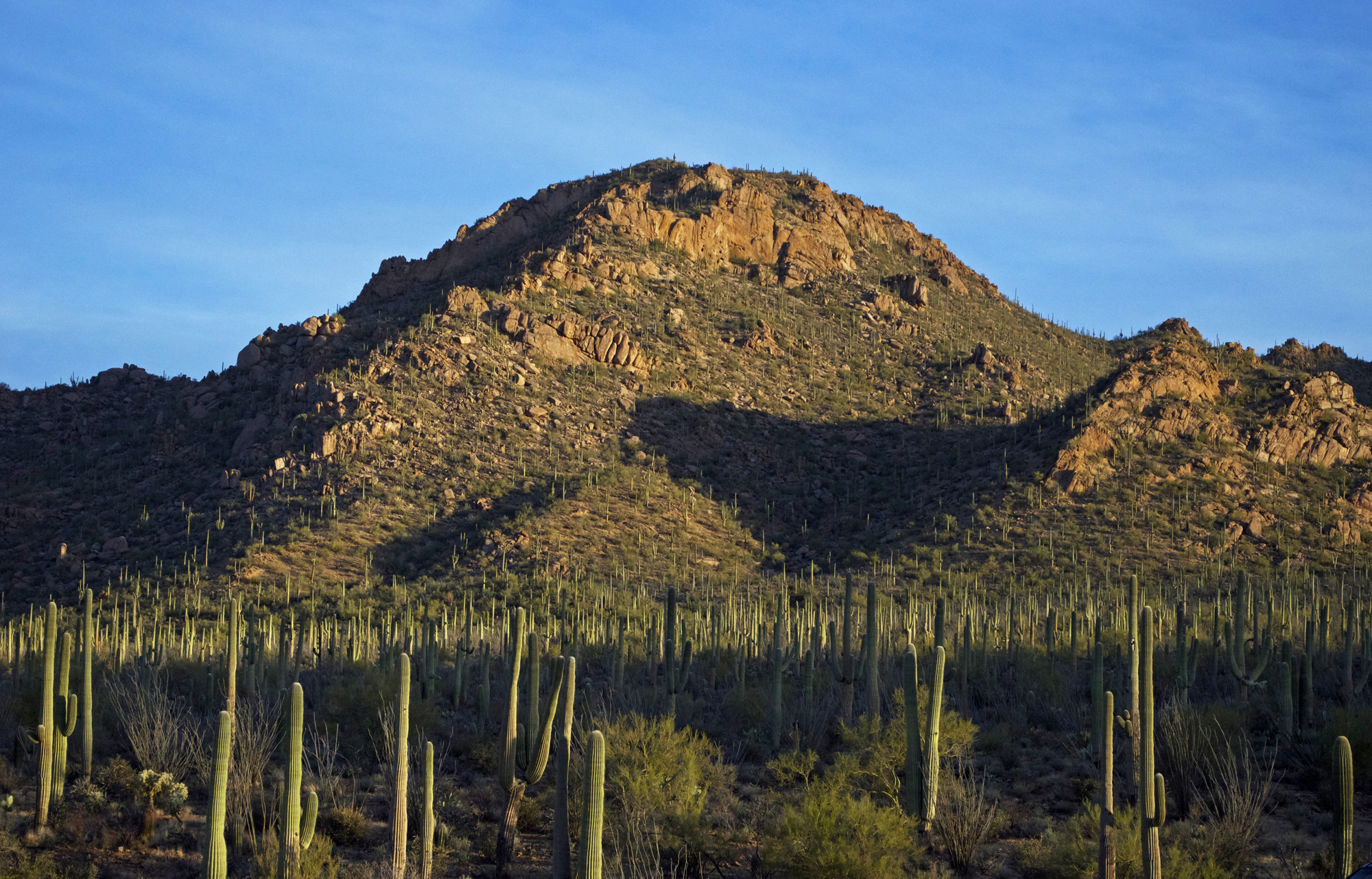 Saguaro National Park | Photo Courtesy of NPS