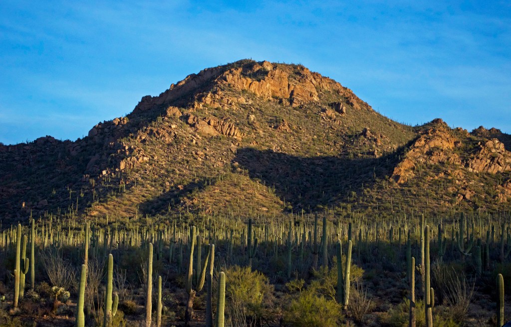 Saguaro National Park | Photo Courtesy of NPS