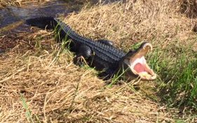 Alligator Yawn?