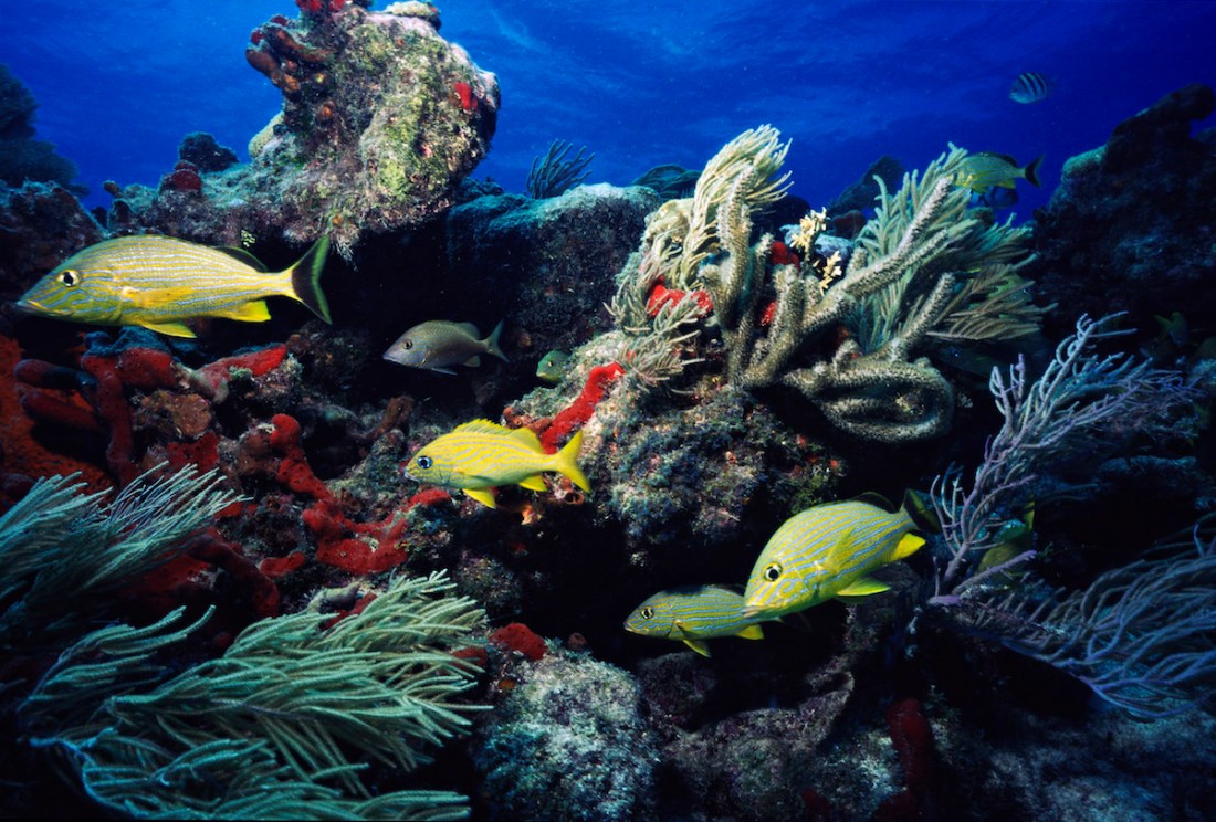 Yellow snappers and soft coral. Biscayne National Park, Florida, USA.
