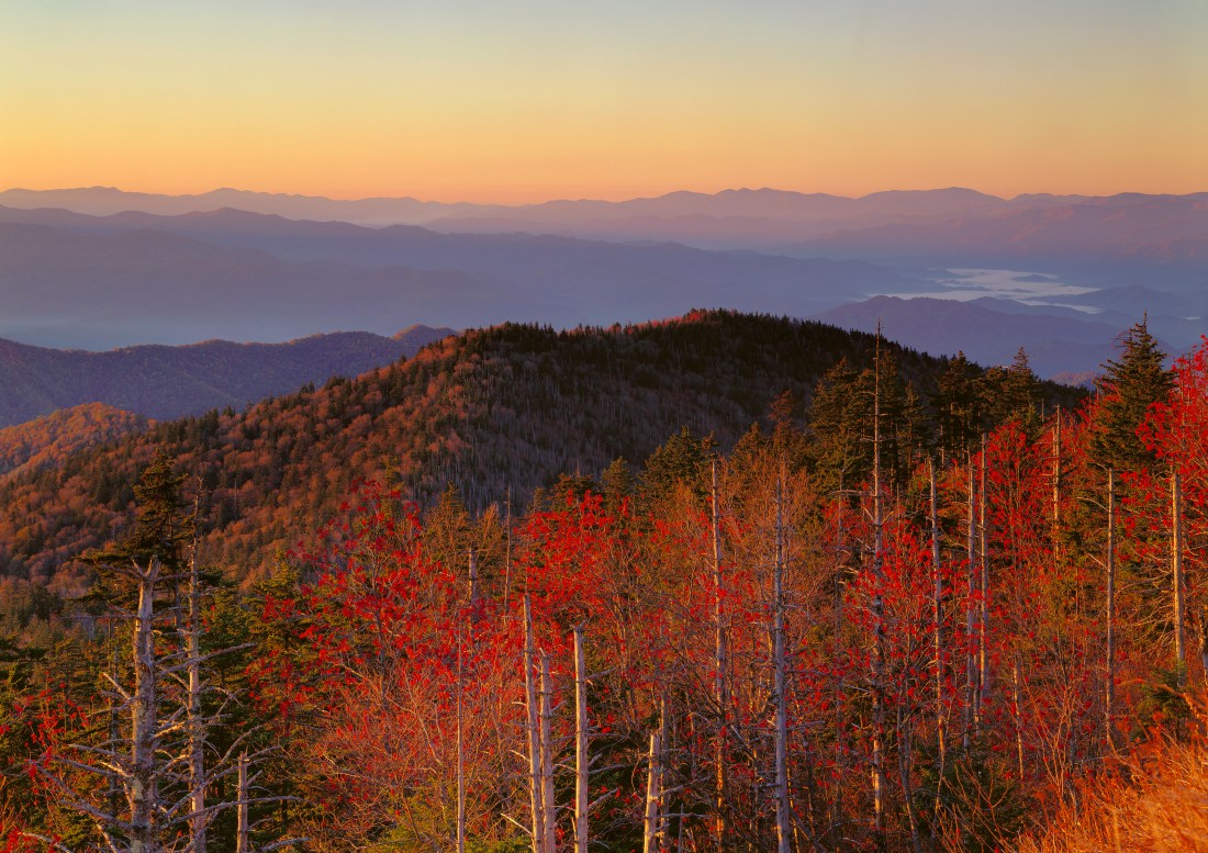 Trees in fall foliage and ridges from Clingman's dome at sunrise, North Carolina. Great Smoky Mountains National Park