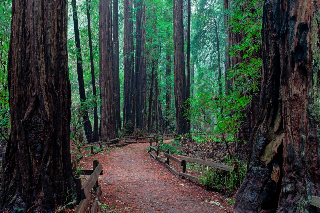 Trail through Cathedral Grove. Muir Woods National Monument, California, USA